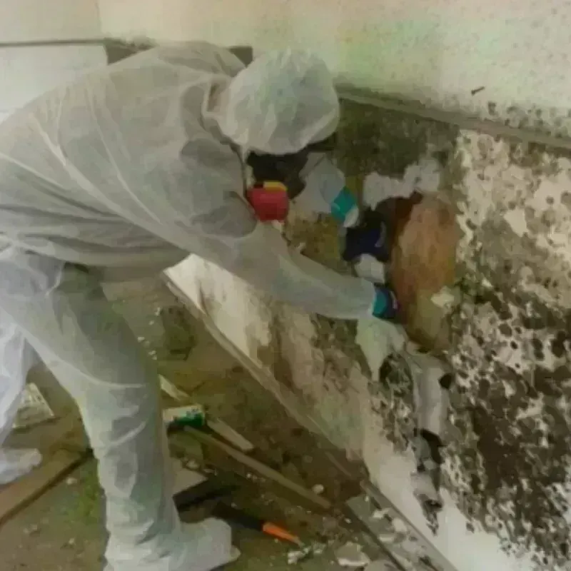 Mold Remediation and Removal in Jasper County, IA